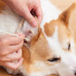 Angebot für begrenzte Zeit 🔥 60% OFF Reinigungstupfer für Hunde und Katzen